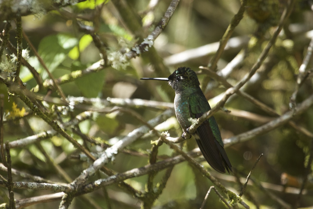 Talamanca Hummingbird - ML46102491