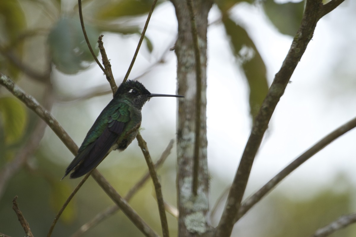 Talamanca Hummingbird - ML46102501