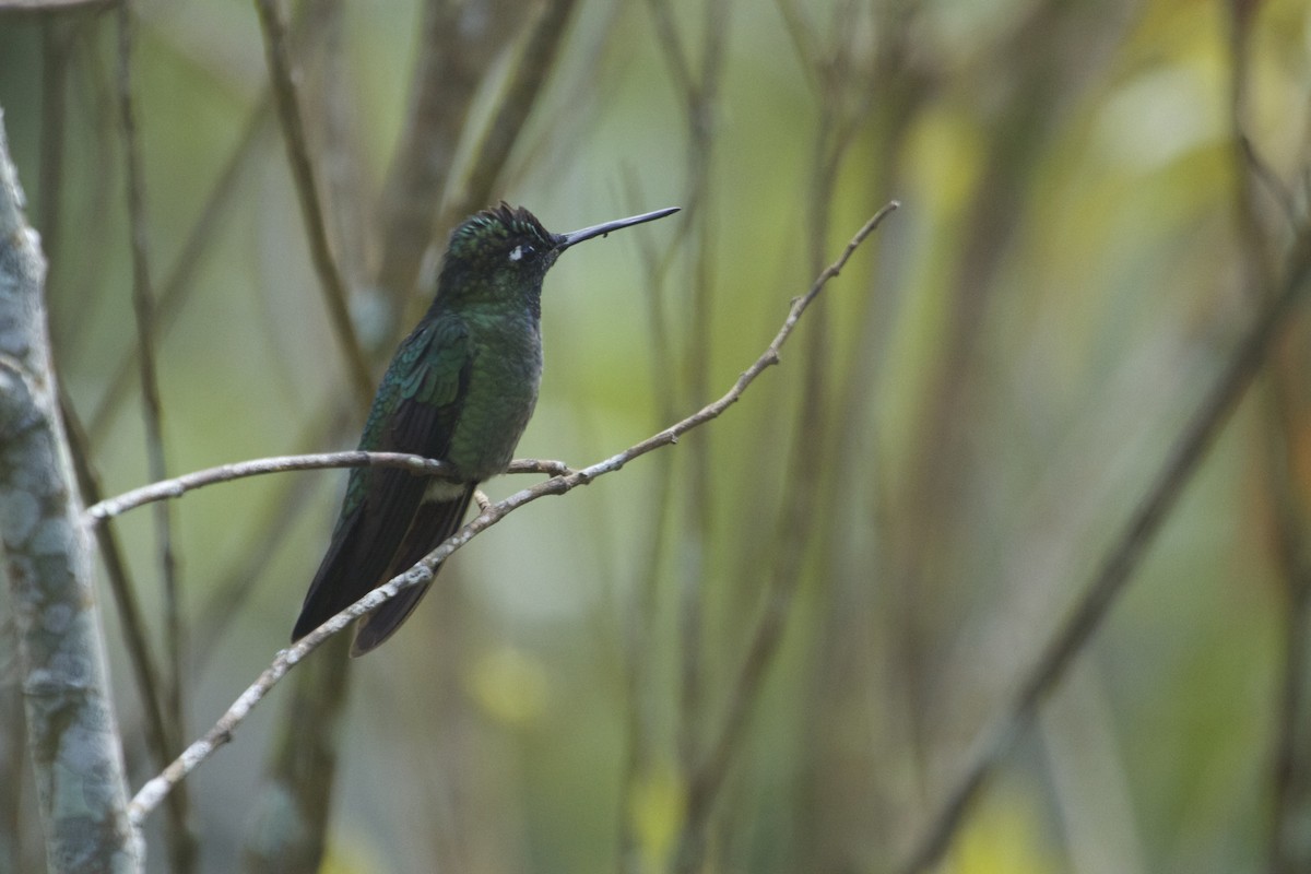Talamanca Hummingbird - ML46102511
