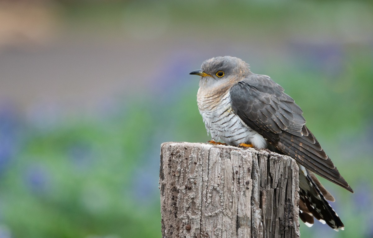 Common Cuckoo - ML461025161