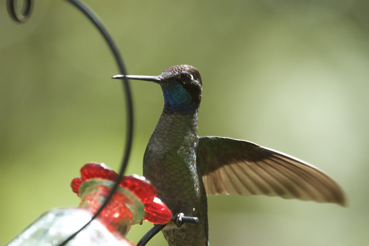 Talamanca Hummingbird - ML46102521