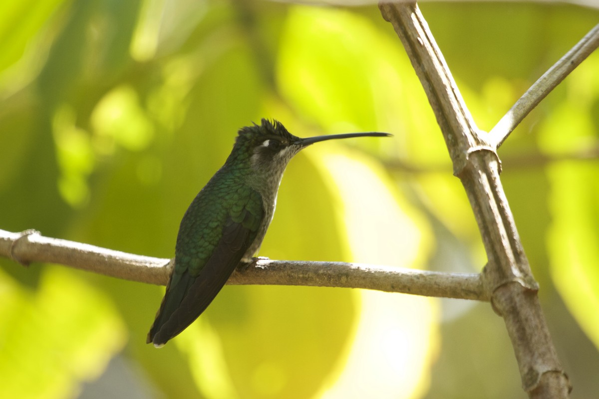 Talamanca Hummingbird - ML46102531