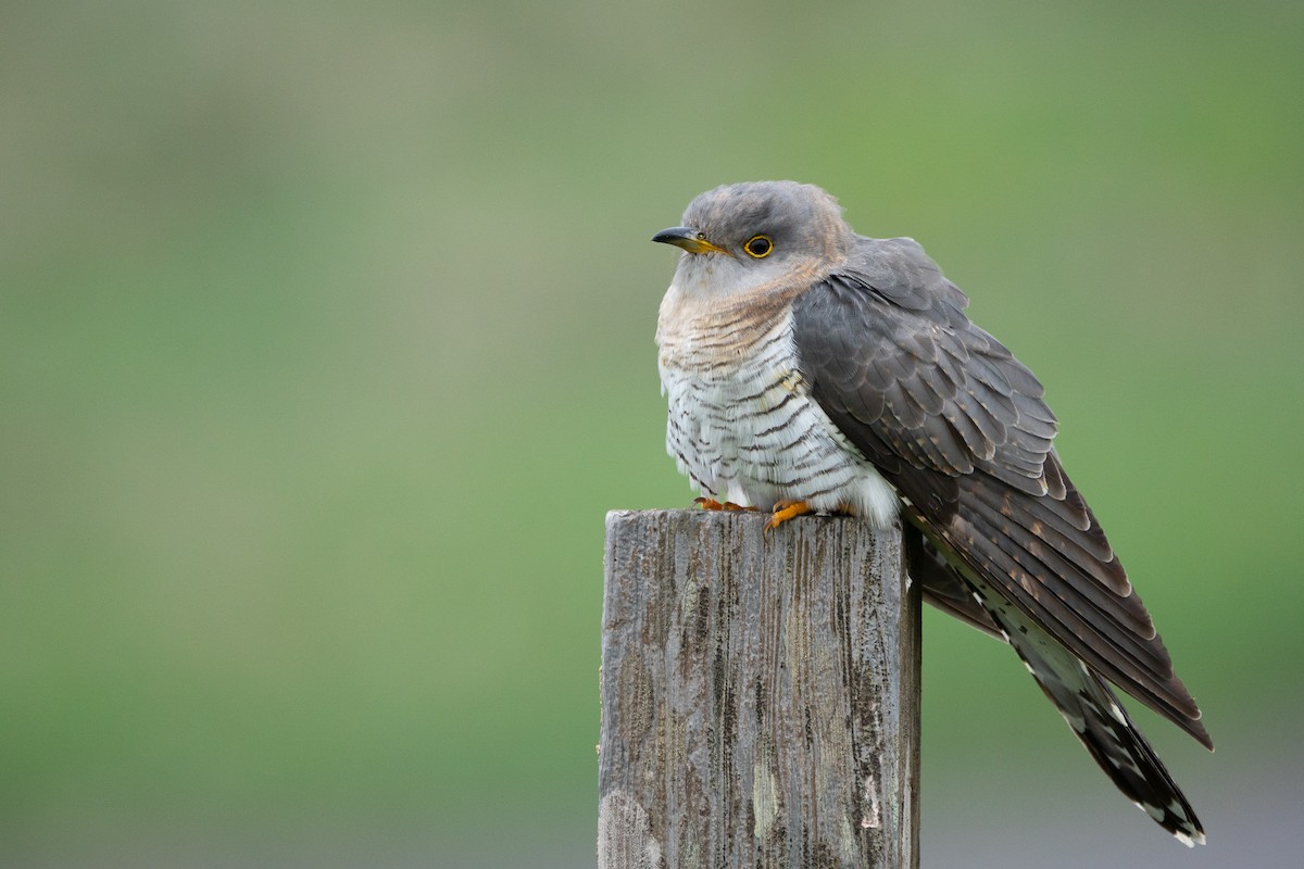 Common Cuckoo - ML461025321