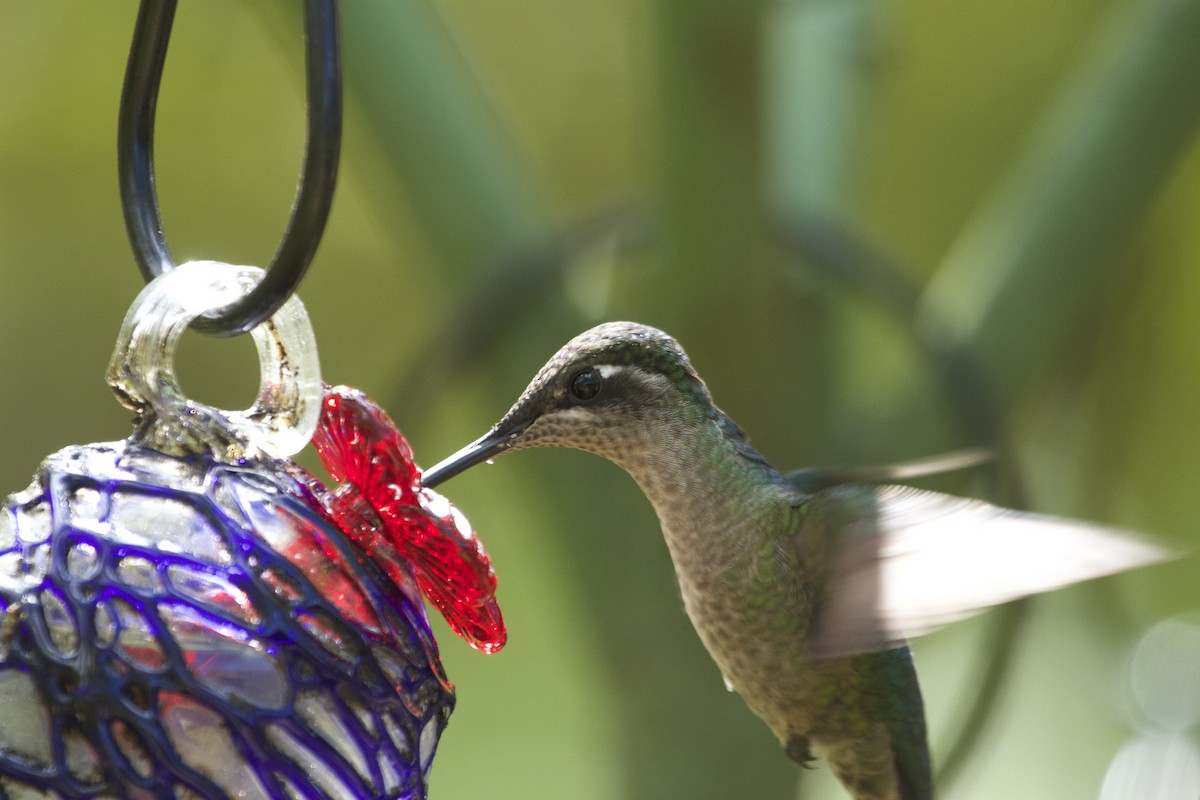 Talamanca Hummingbird - ML46102571