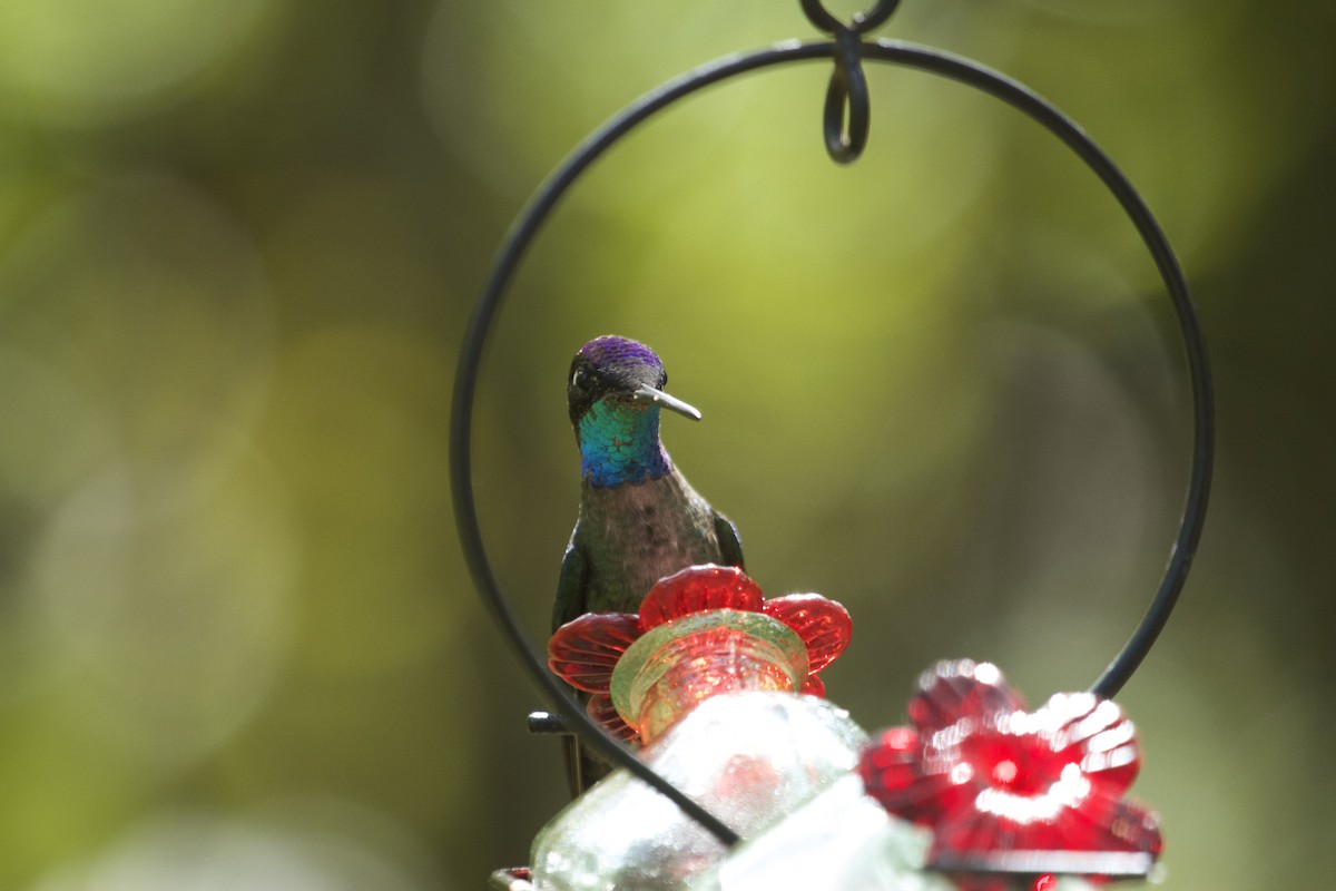 Talamanca Hummingbird - ML46102581