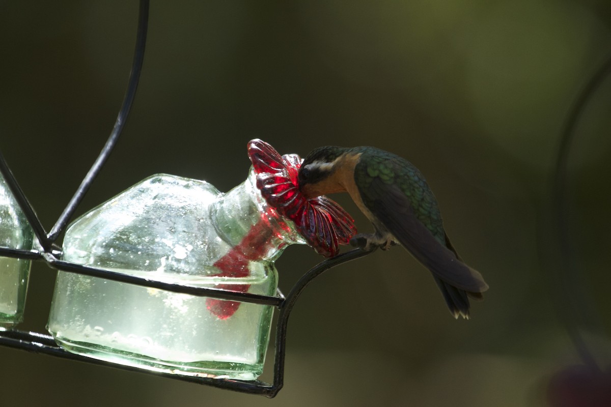 kolibřík fialovohrdlý - ML46102631
