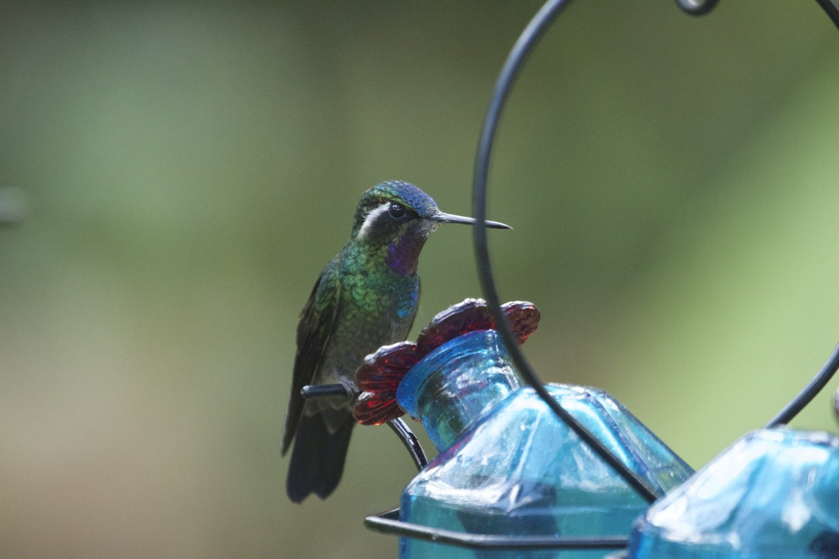 kolibřík fialovohrdlý - ML46102651