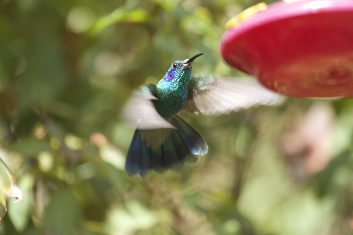 kolibřík modrouchý (ssp. cabanidis) - ML46102741