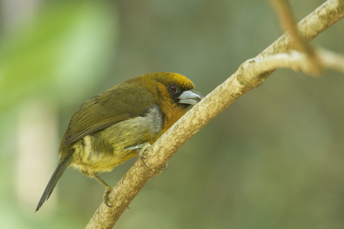 Prong-billed Barbet - Will Sweet