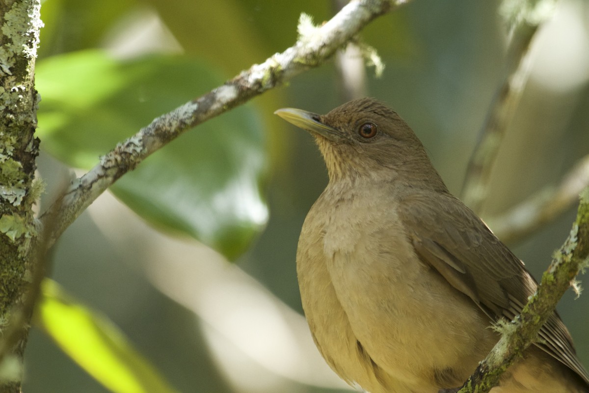 Clay-colored Thrush - Will Sweet