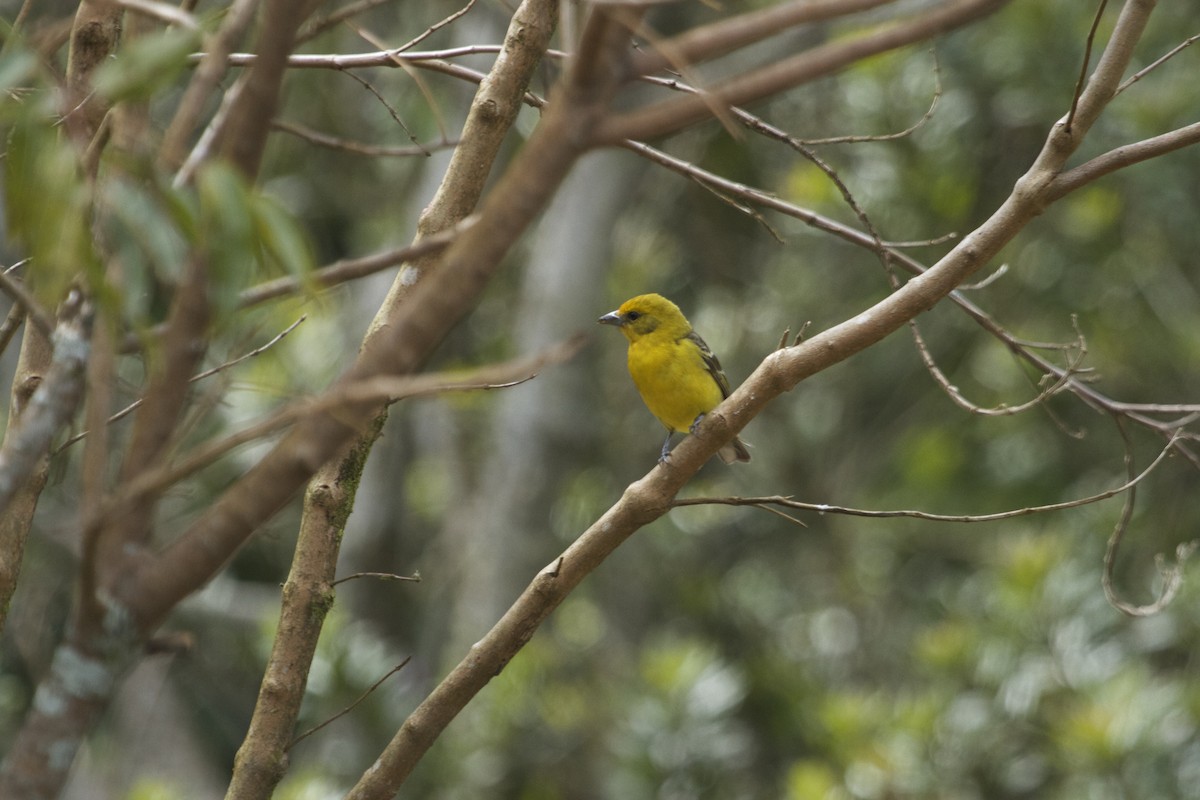 Flame-colored Tanager - Will Sweet