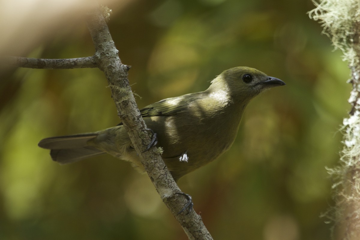 Palm Tanager - Will Sweet