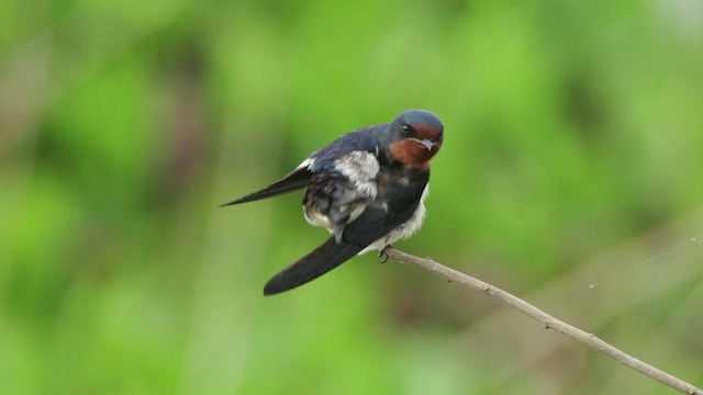 Barn Swallow (Buff-bellied) - ML461030