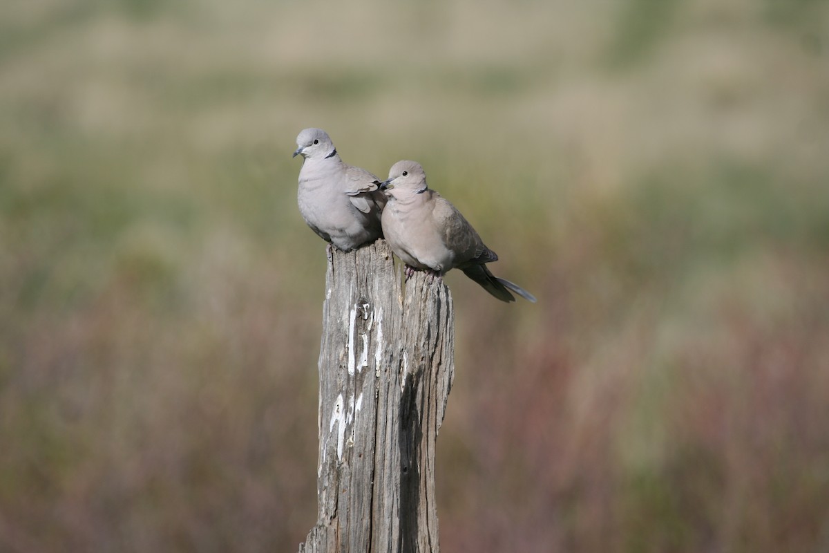 Eurasian Collared-Dove - Mark Linardi