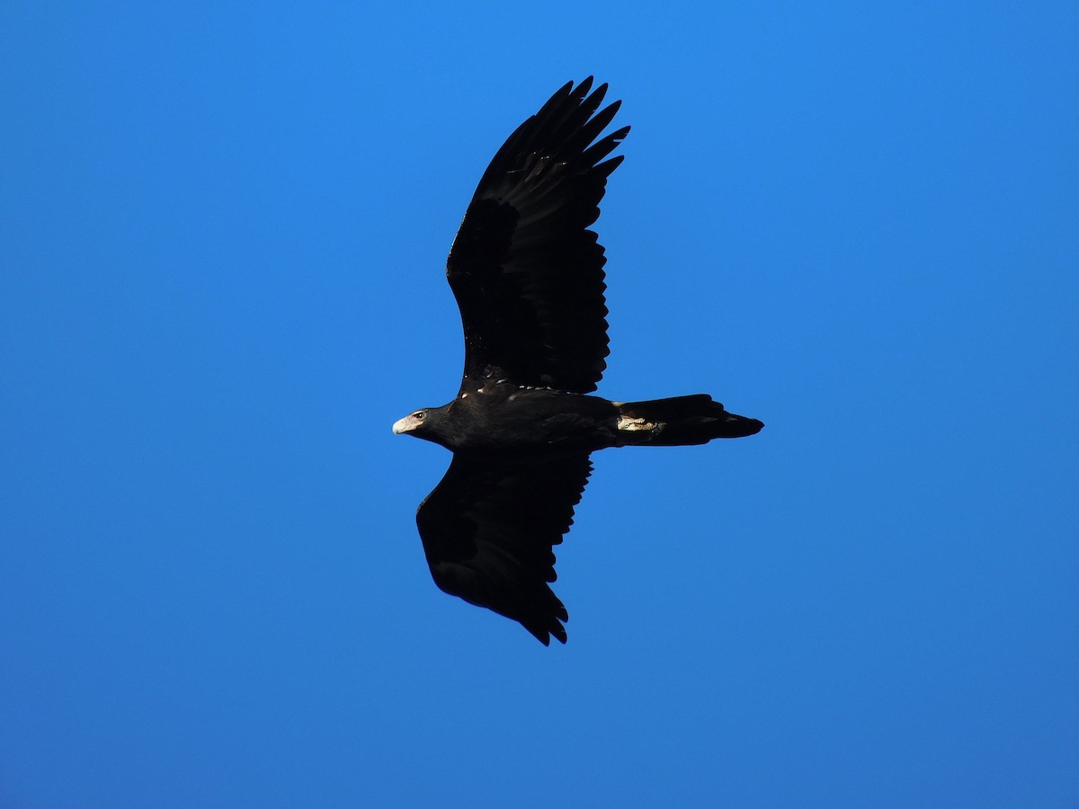 Wedge-tailed Eagle - ML461032021