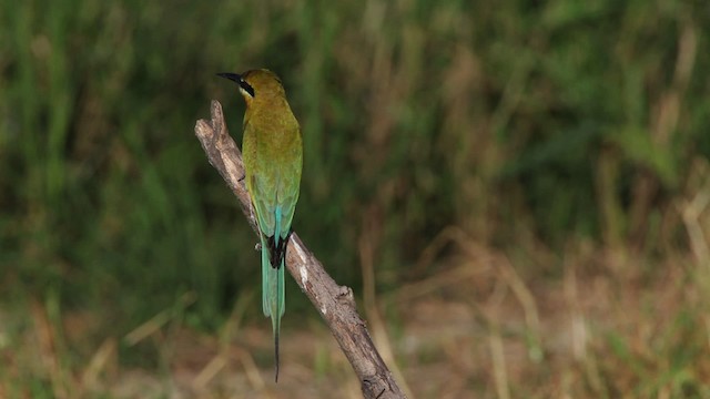 Blue-tailed Bee-eater - ML461035