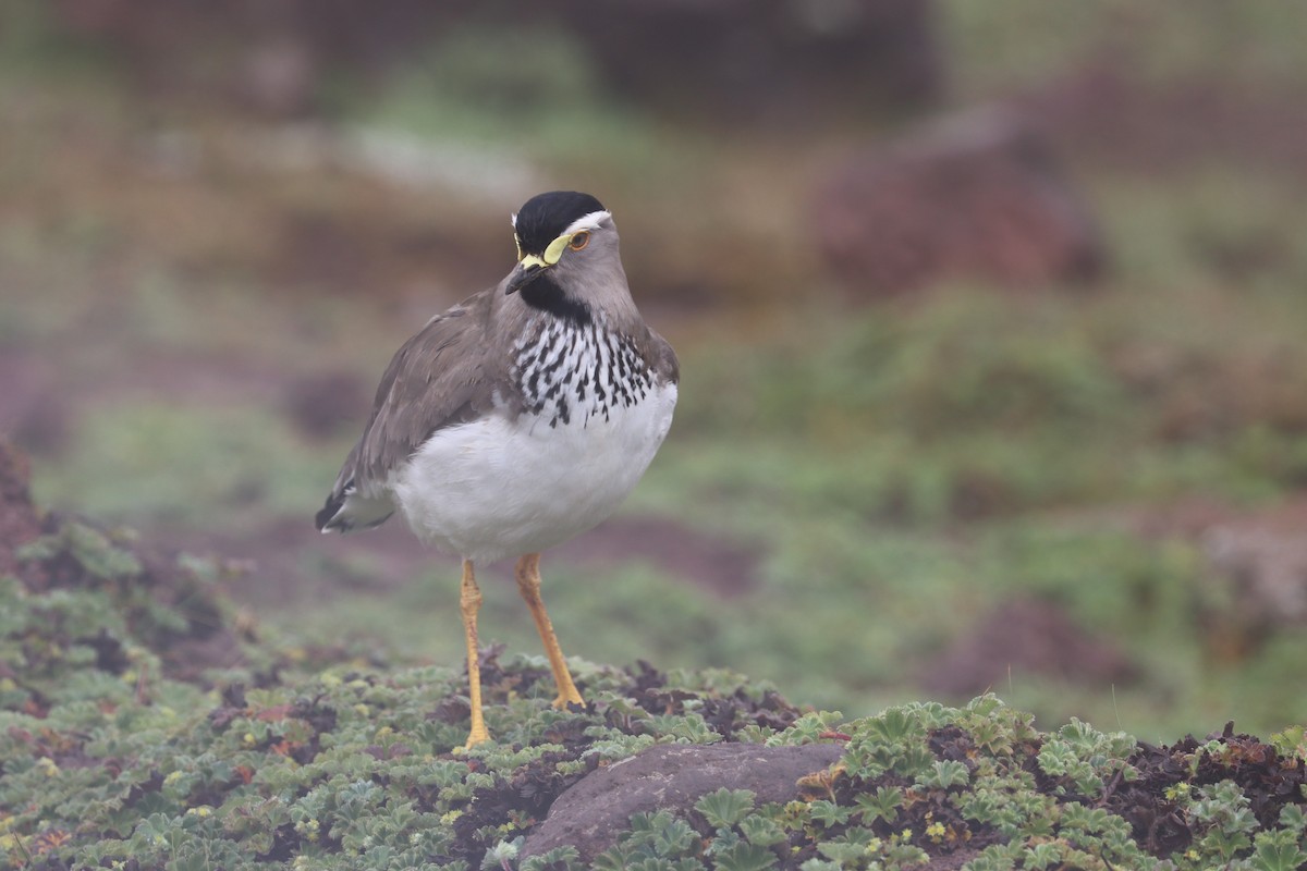 Spot-breasted Lapwing - ML461035511