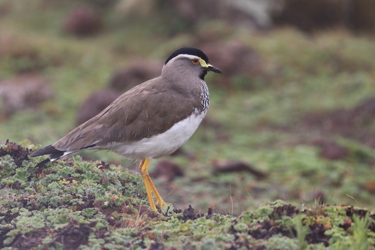 Spot-breasted Lapwing - ML461035521