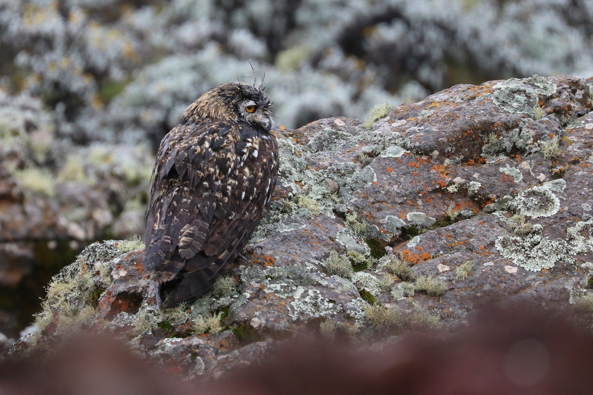 Cape Eagle-Owl - ML461035681