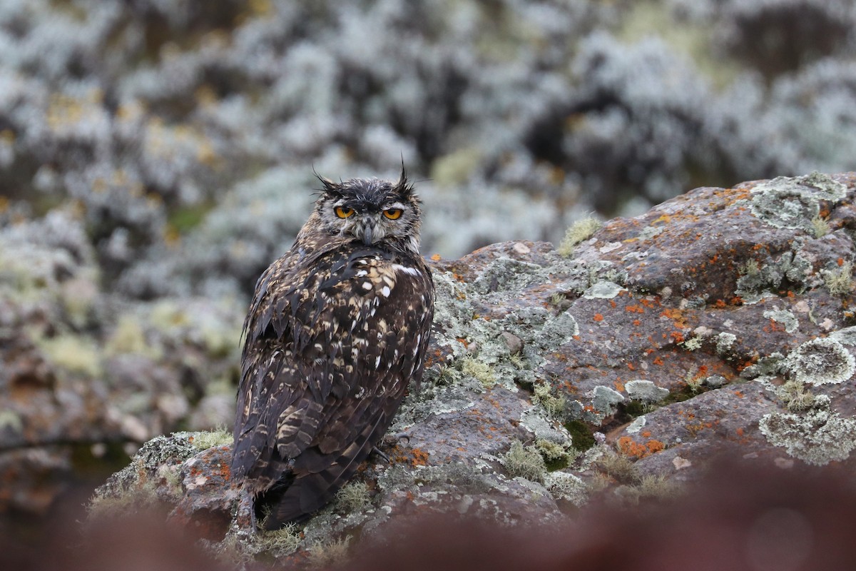 Cape Eagle-Owl - ML461035691