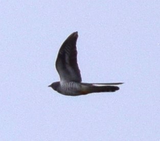 Common Cuckoo - Carl Schimmel