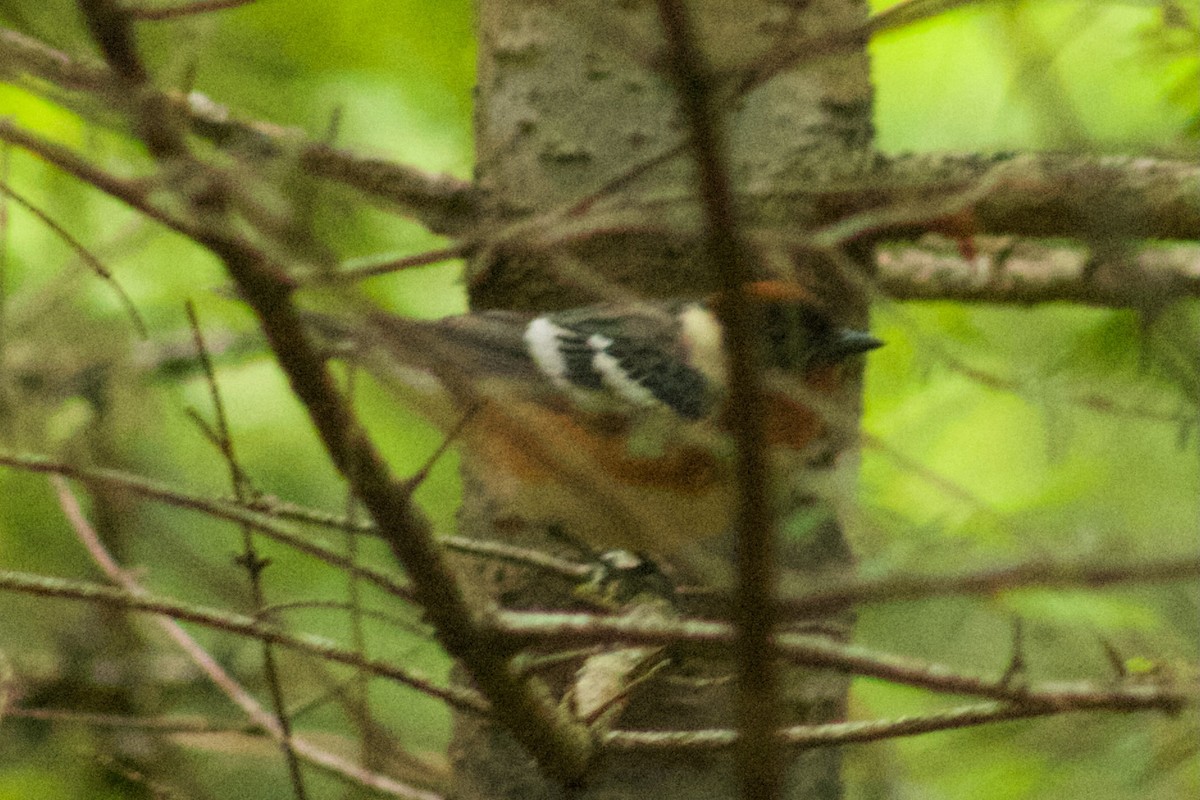 Bay-breasted Warbler - ML461042641