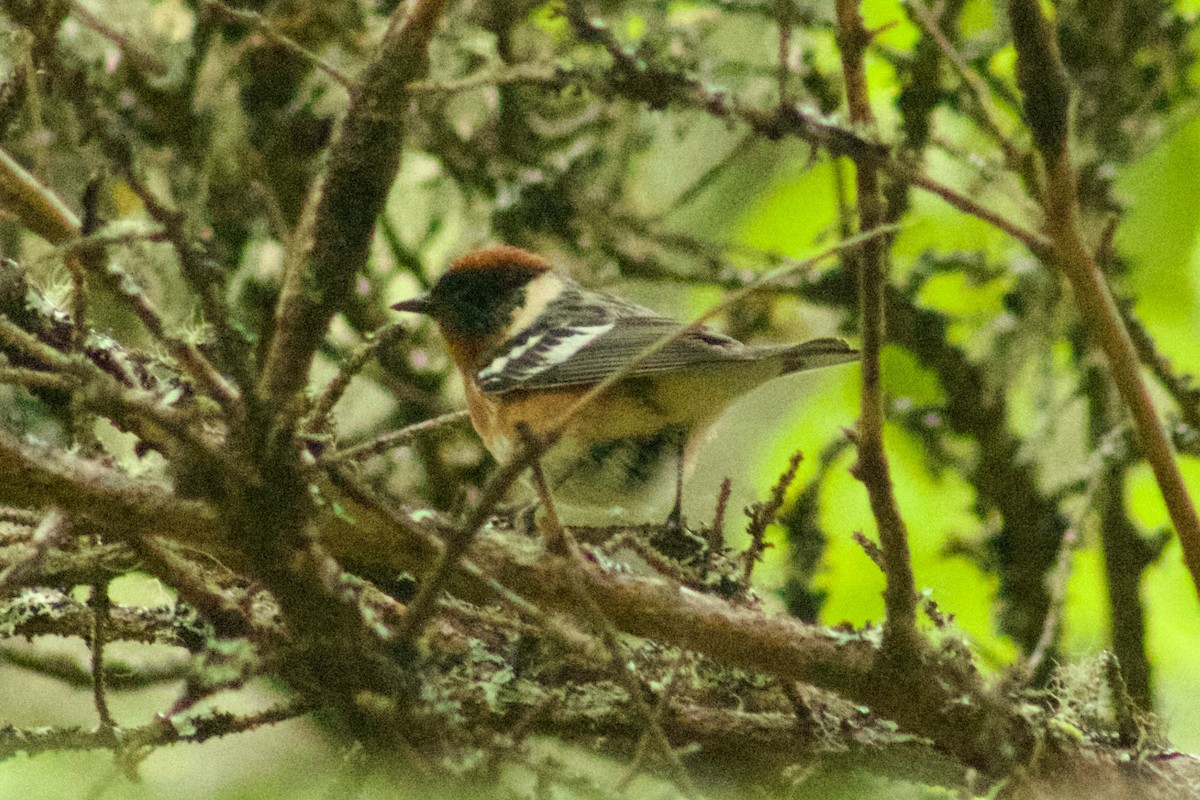 Bay-breasted Warbler - ML461042671