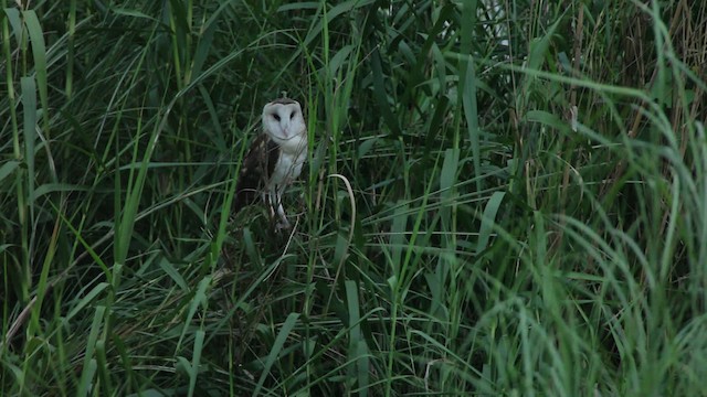 Australasian Grass-Owl - ML461048