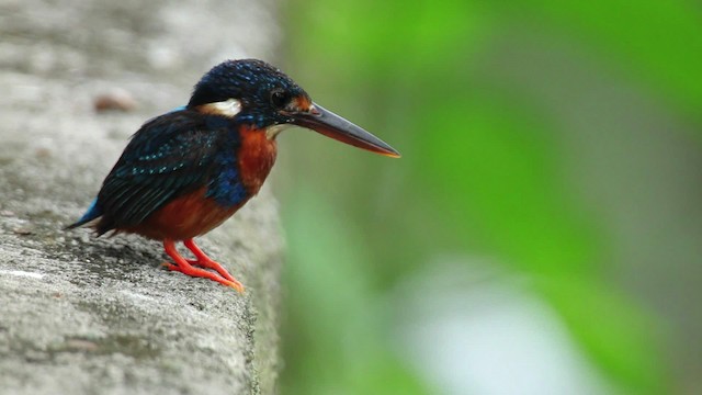 Indigo-banded Kingfisher - ML461051