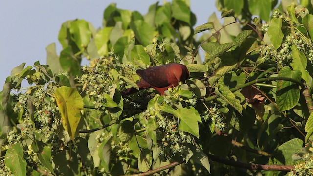 Philippine Cuckoo-Dove - ML461059
