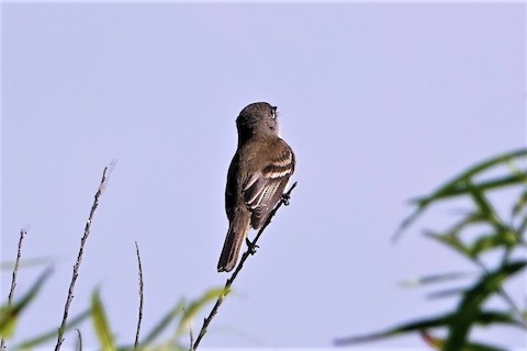 Willow Flycatcher - Karen Thompson