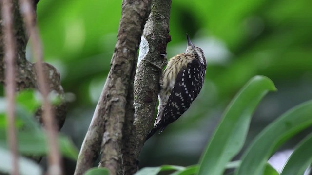Philippine Pygmy Woodpecker - ML461062