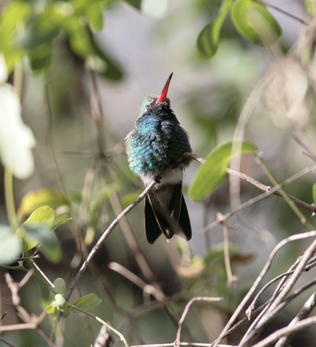 Broad-billed Hummingbird - ML46106251