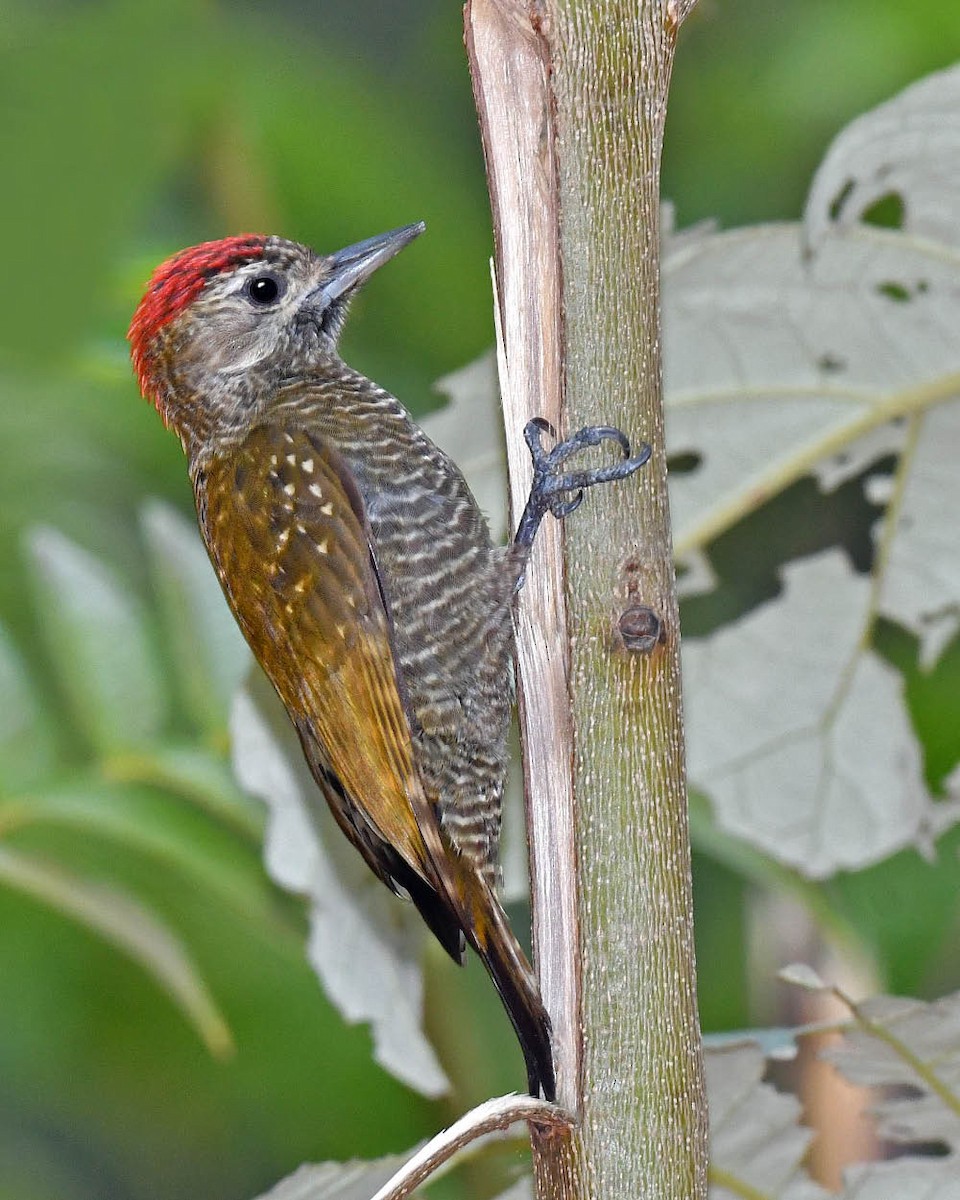 Dot-fronted Woodpecker - ML461063151