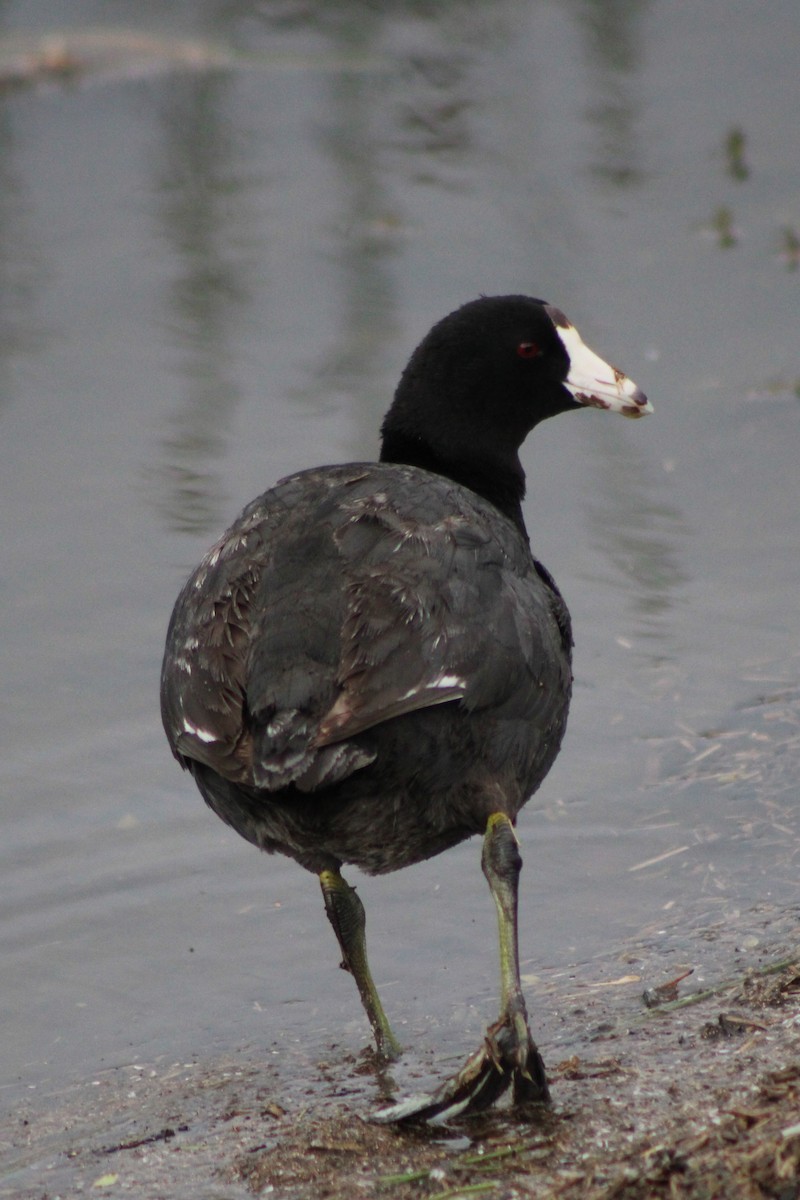 American Coot (Red-shielded) - ML461064121