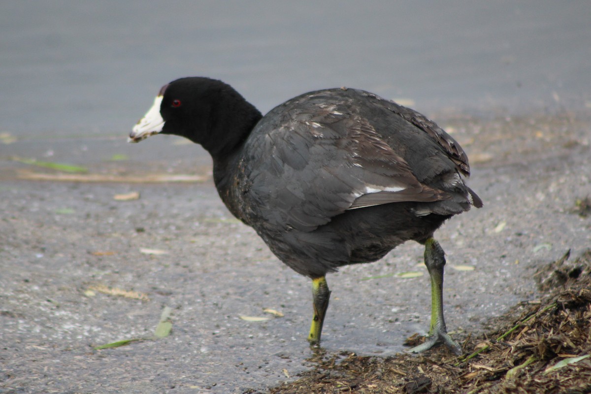 American Coot (Red-shielded) - Sean Cozart