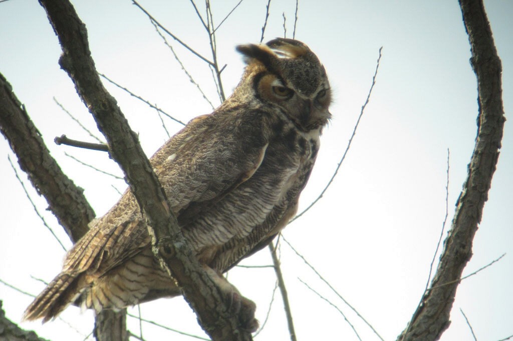 Great Horned Owl - ML46106751
