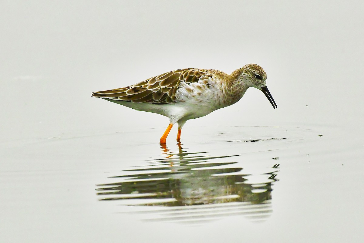 Spotted Redshank - ML461069661
