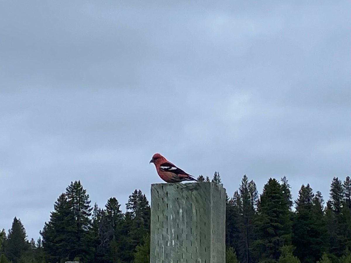White-winged Crossbill - Central Oregon Historical Records