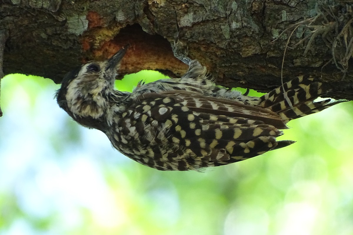 Checkered Woodpecker - Javier Ubiría