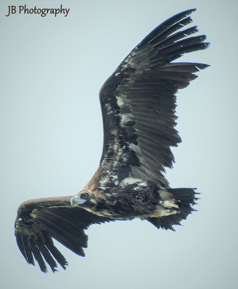Cinereous Vulture - ML461072461