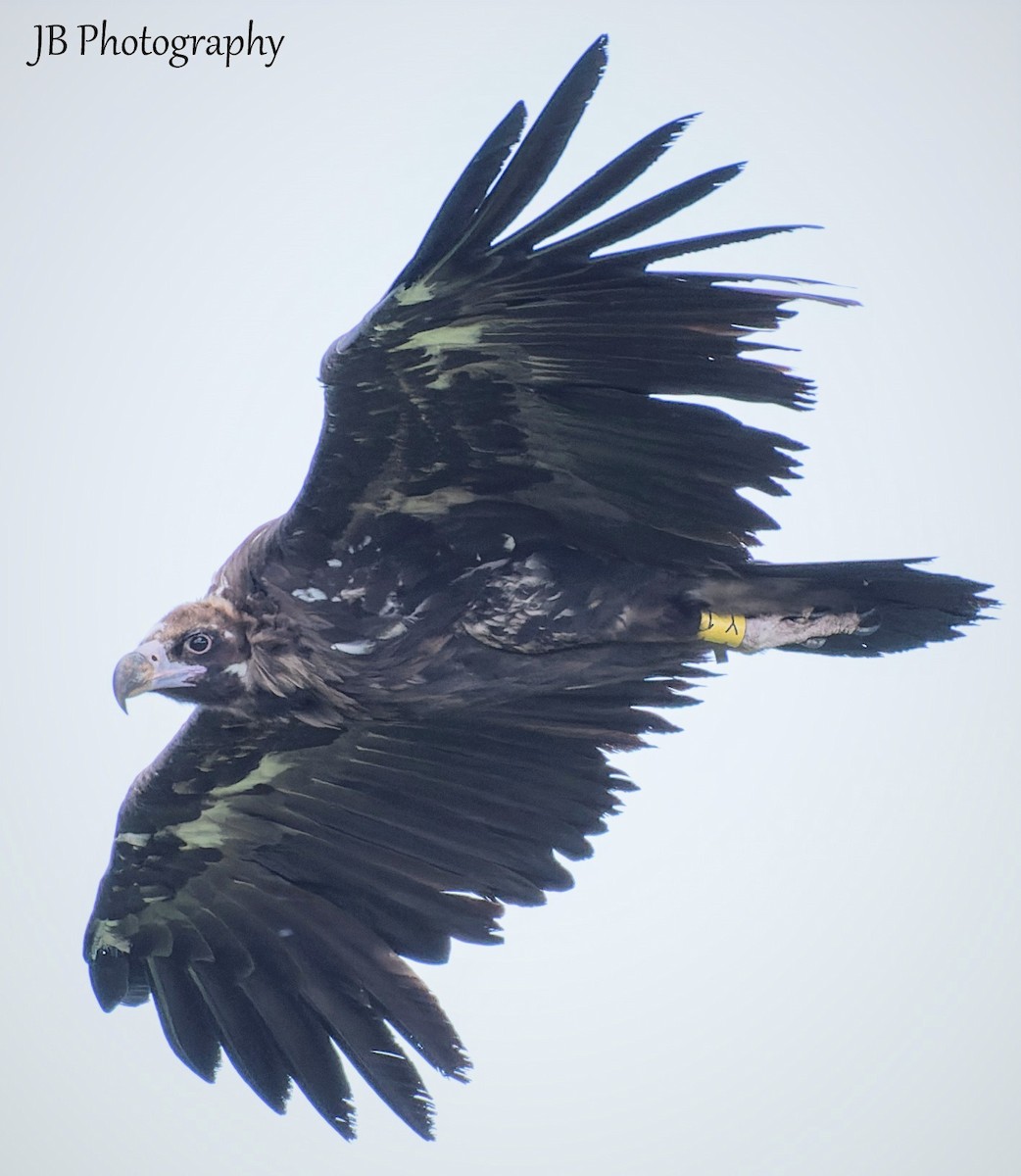 Cinereous Vulture - ML461072501