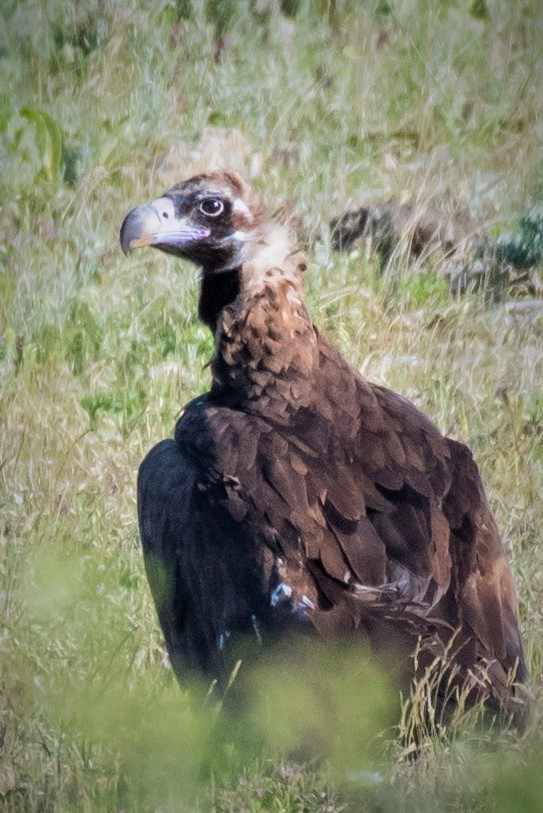 Cinereous Vulture - ML461072571