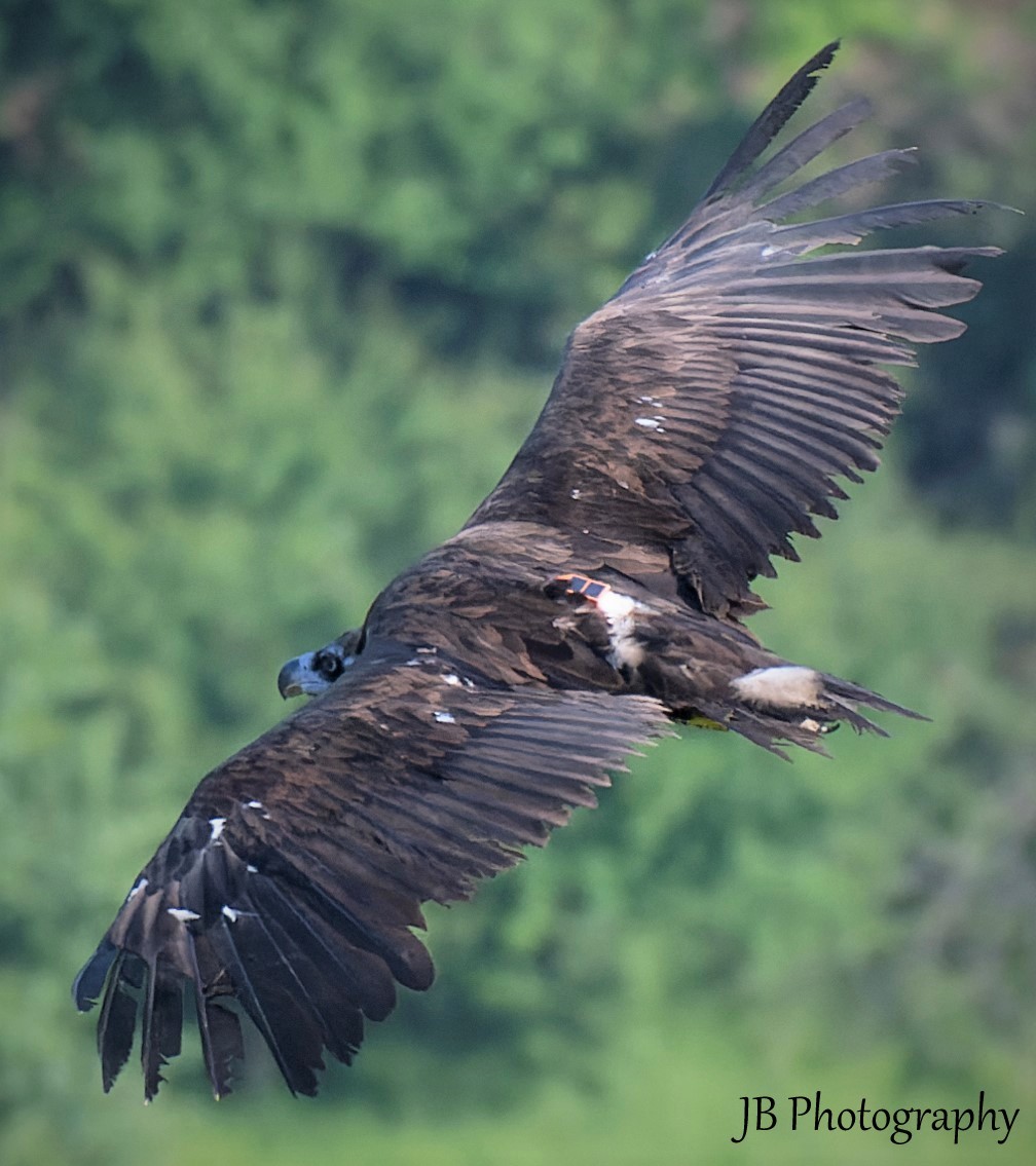 Cinereous Vulture - ML461072581