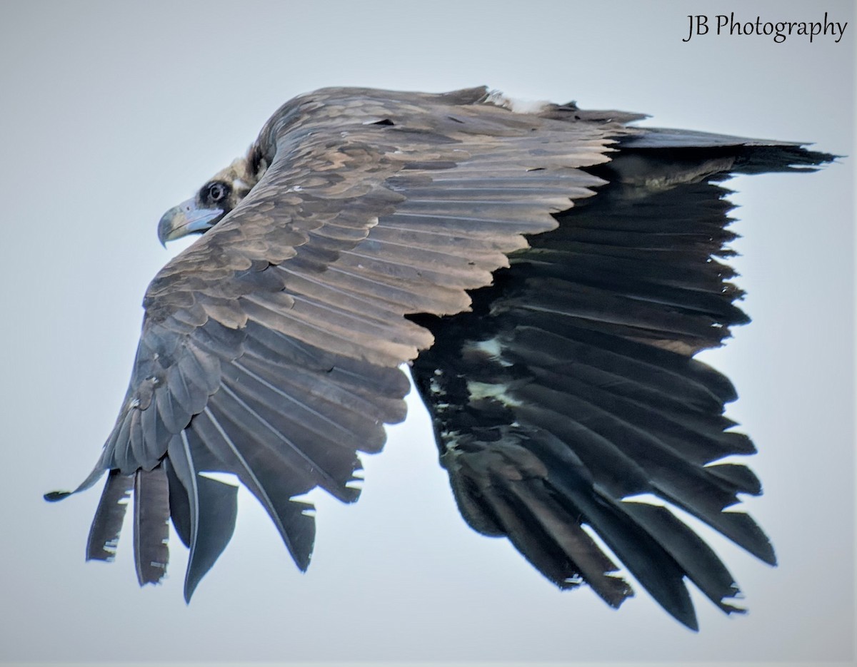 Cinereous Vulture - ML461072601