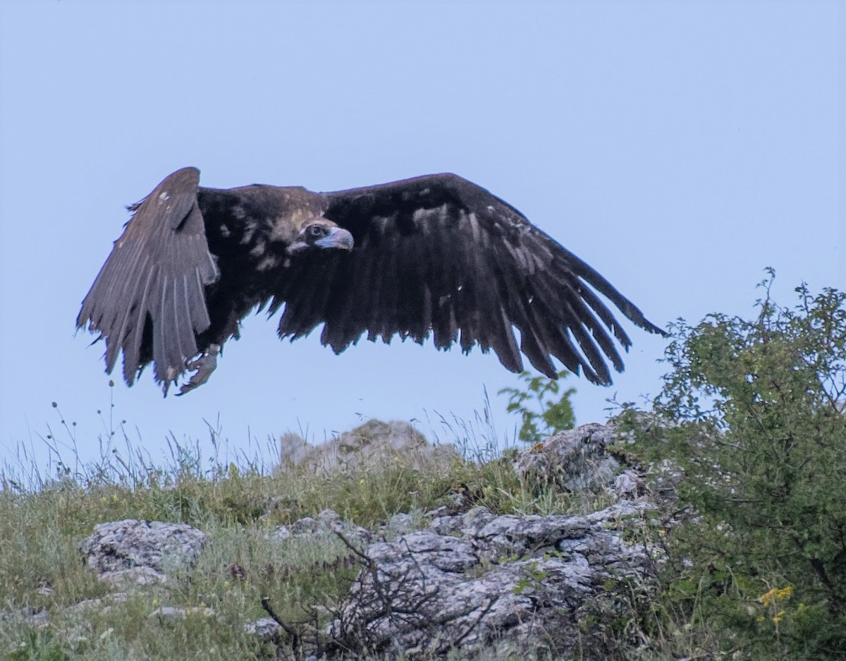 Cinereous Vulture - ML461072611