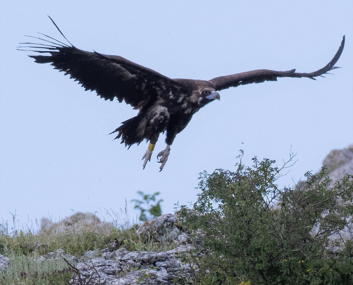 Cinereous Vulture - ML461072621