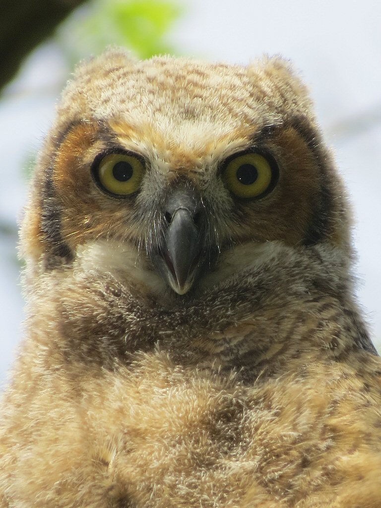 Great Horned Owl - ML46107391