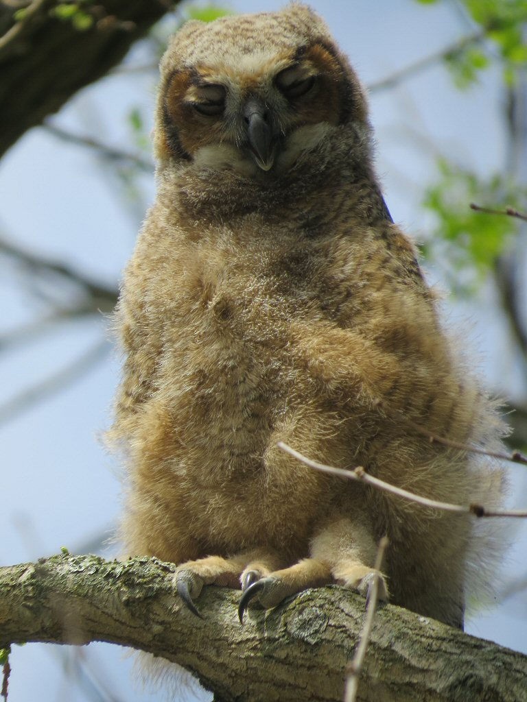 Great Horned Owl - ML46107401