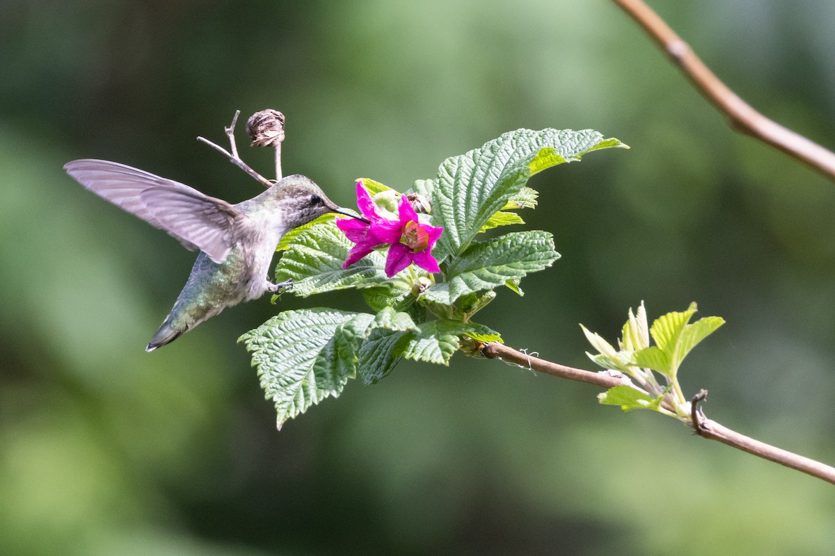 Anna's Hummingbird - ML461074161